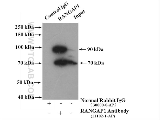 RANGAP1 Antibody in Immunoprecipitation (IP)