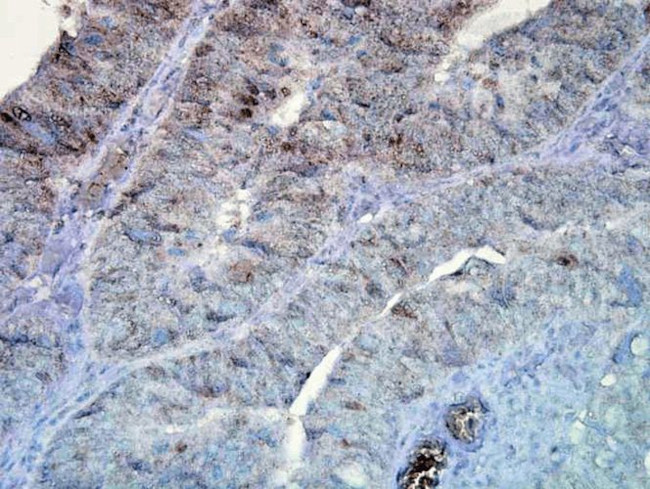 Hsp90 alpha Antibody in Immunohistochemistry (PFA fixed) (IHC (PFA))