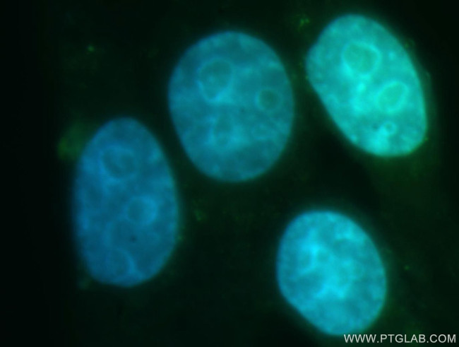 GATA2 Antibody in Immunocytochemistry (ICC/IF)