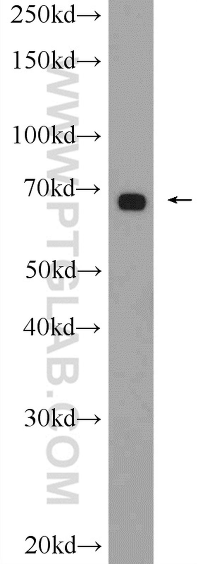 GATA2 Antibody in Western Blot (WB)