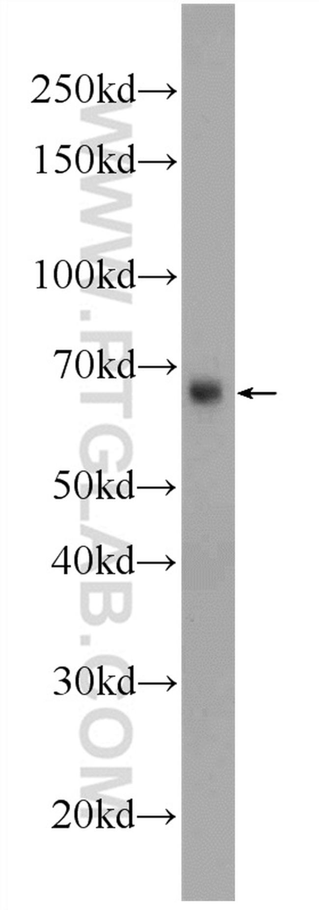 GATA2 Antibody in Western Blot (WB)