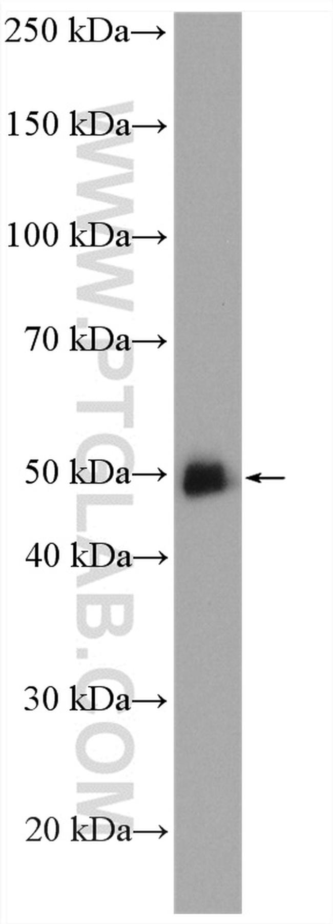 GATA2 Antibody in Western Blot (WB)