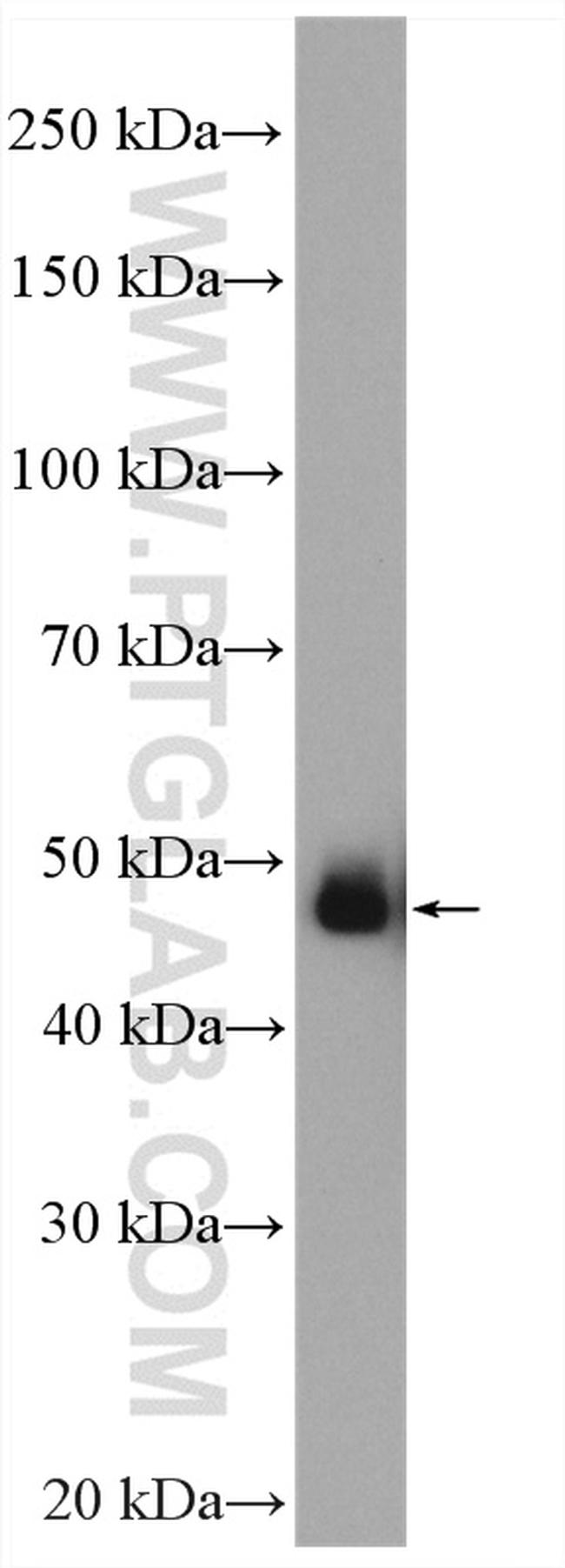 GATA2 Antibody in Western Blot (WB)