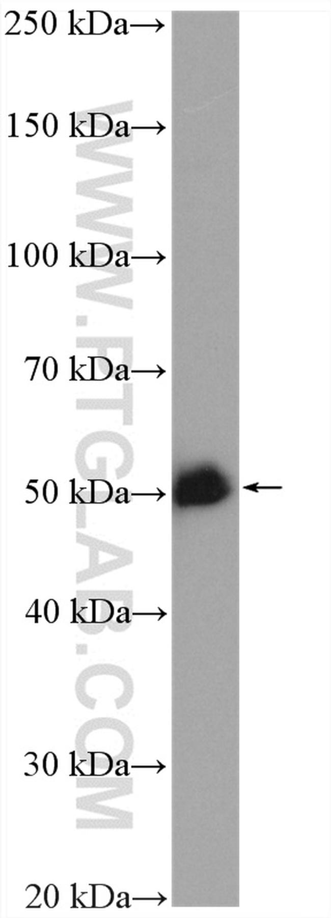 GATA2 Antibody in Western Blot (WB)