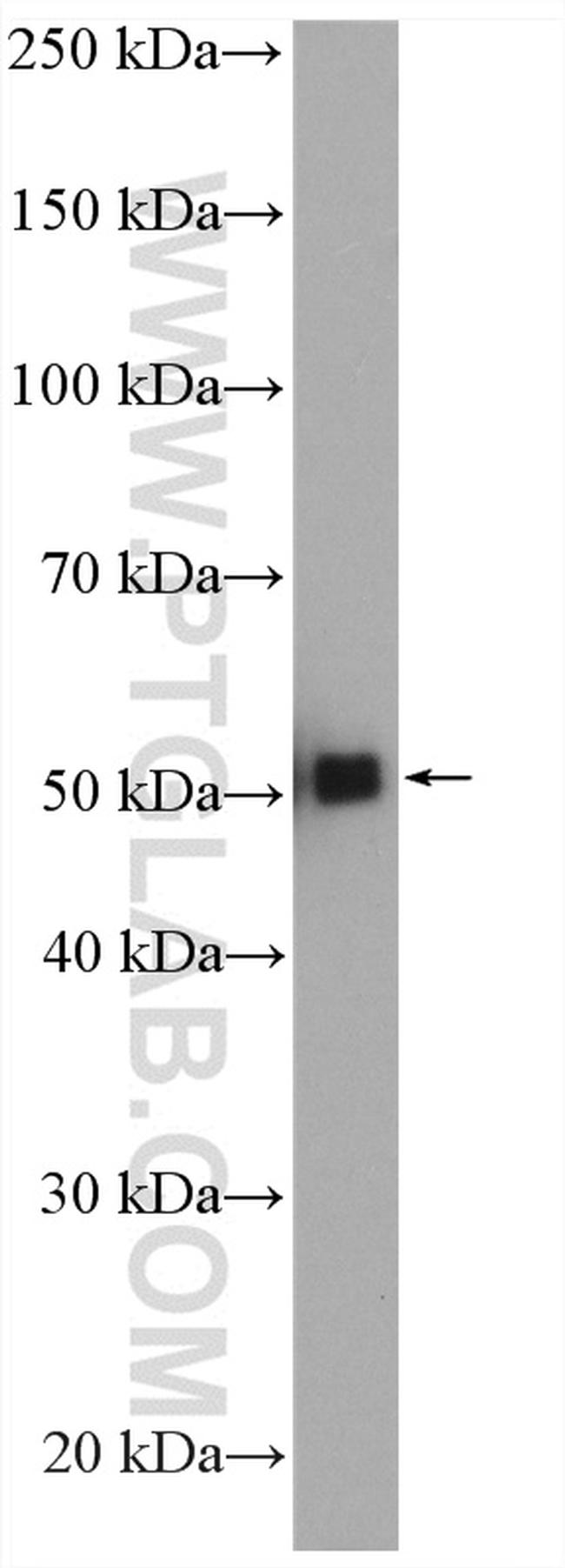 GATA2 Antibody in Western Blot (WB)