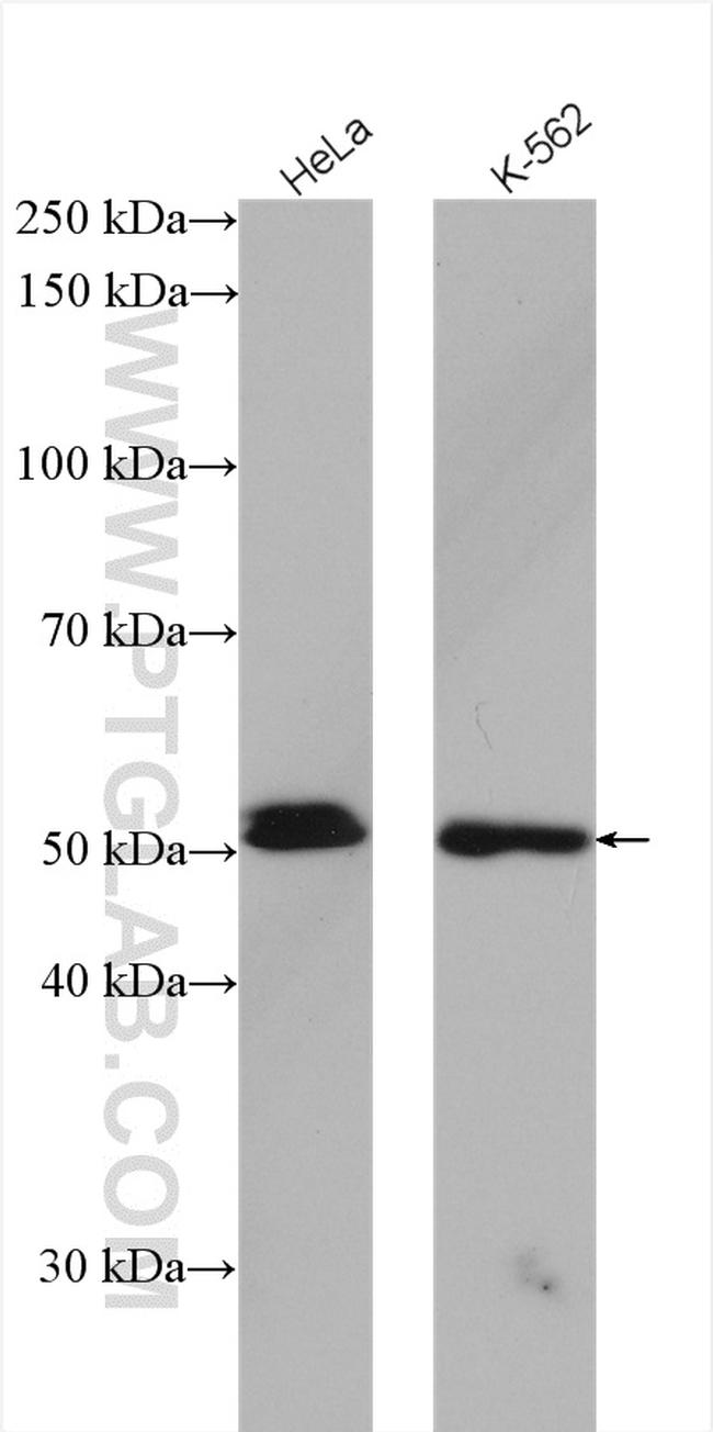 GATA2 Antibody in Western Blot (WB)