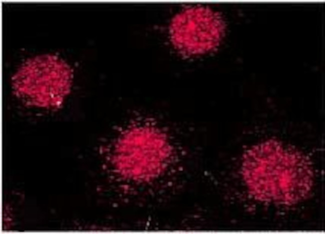 FKBP52 Antibody in Immunocytochemistry (ICC/IF)