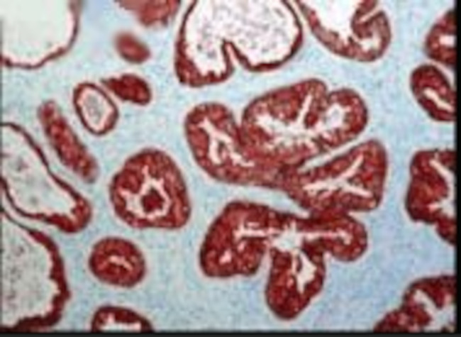 FKBP52 Antibody in Immunohistochemistry (IHC)