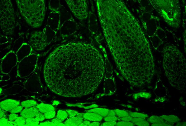 FKBP52 Antibody in Immunohistochemistry (Paraffin) (IHC (P))