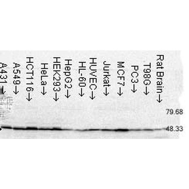 FKBP52 Antibody in Western Blot (WB)