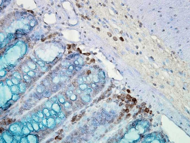 Hsp90 Antibody in Immunohistochemistry (PFA fixed) (IHC (PFA))