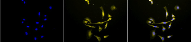 Hsp90 beta Antibody in Immunocytochemistry (ICC/IF)