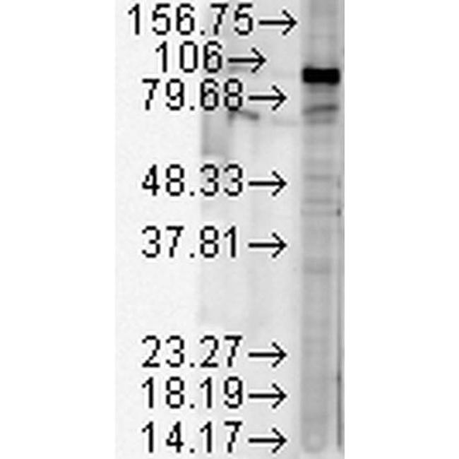 Hsp90 beta Antibody in Western Blot (WB)