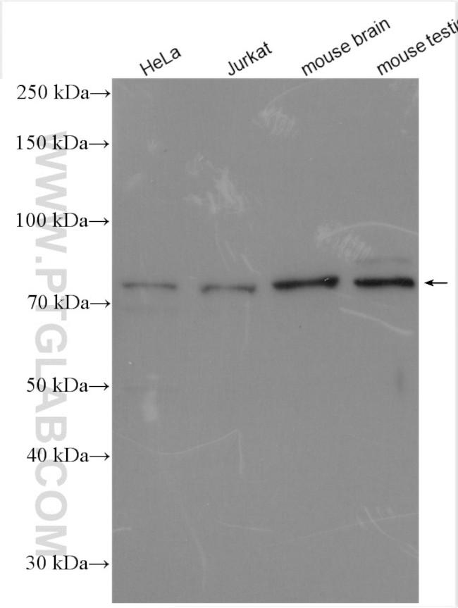 CUL3 Antibody in Western Blot (WB)