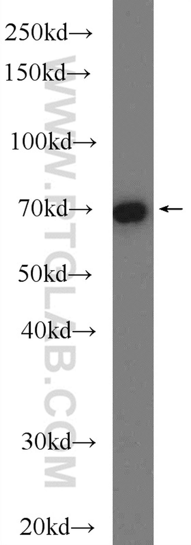 CUL3 Antibody in Western Blot (WB)