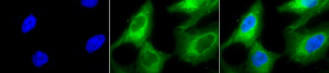 Hsp90 Antibody in Immunocytochemistry (ICC/IF)