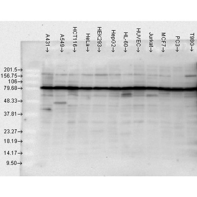 Hsp90 Antibody in Western Blot (WB)