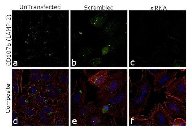 CD107b (LAMP-2) Antibody in Immunocytochemistry (ICC/IF)