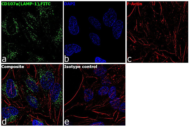 CD107a (LAMP-1) Antibody in Immunocytochemistry (ICC/IF)