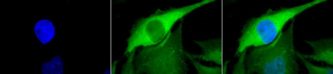 Hsp70 Antibody in Immunocytochemistry (ICC/IF)