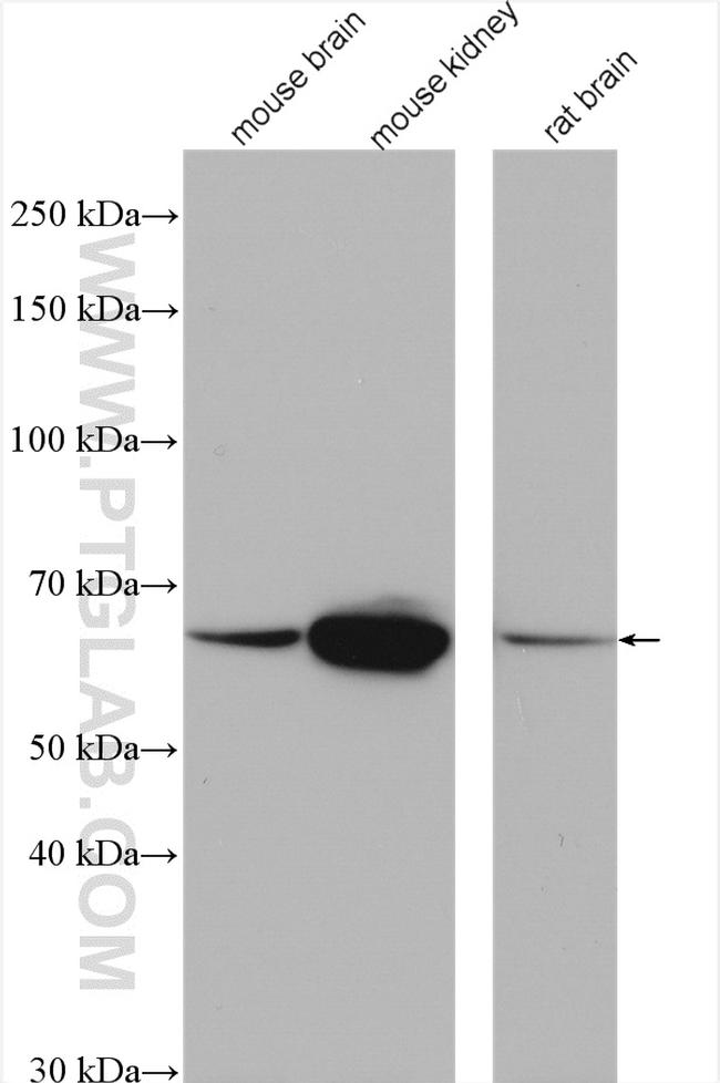 ETFDH Antibody in Western Blot (WB)