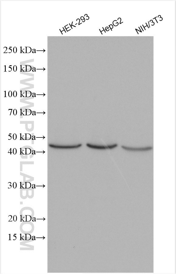 ACAA2 Antibody in Western Blot (WB)