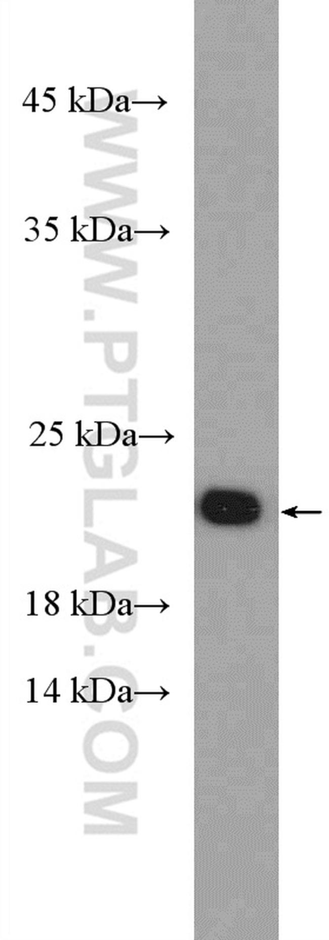 Tim23 Antibody in Western Blot (WB)