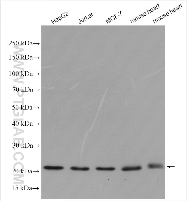 Tim23 Antibody in Western Blot (WB)