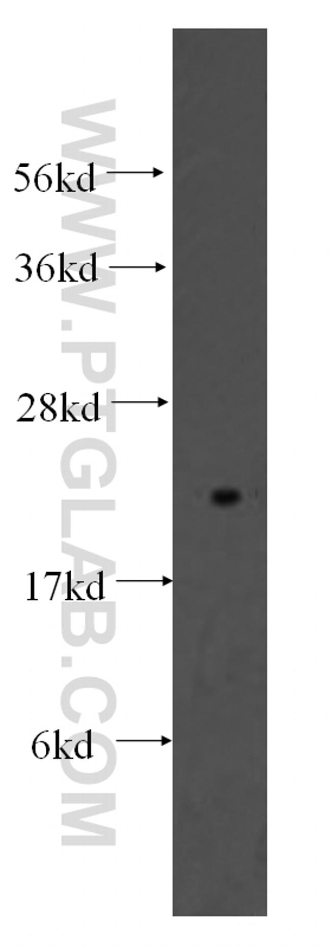 Tim23 Antibody in Western Blot (WB)