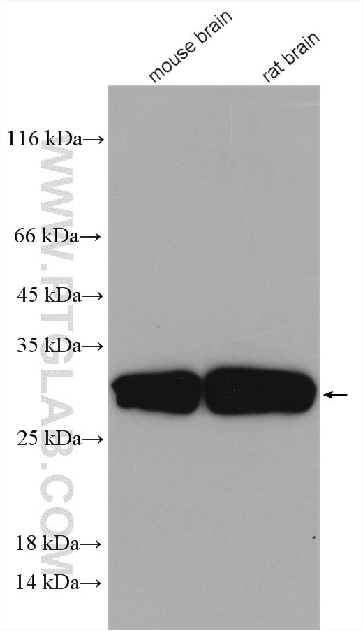 TESC Antibody in Western Blot (WB)