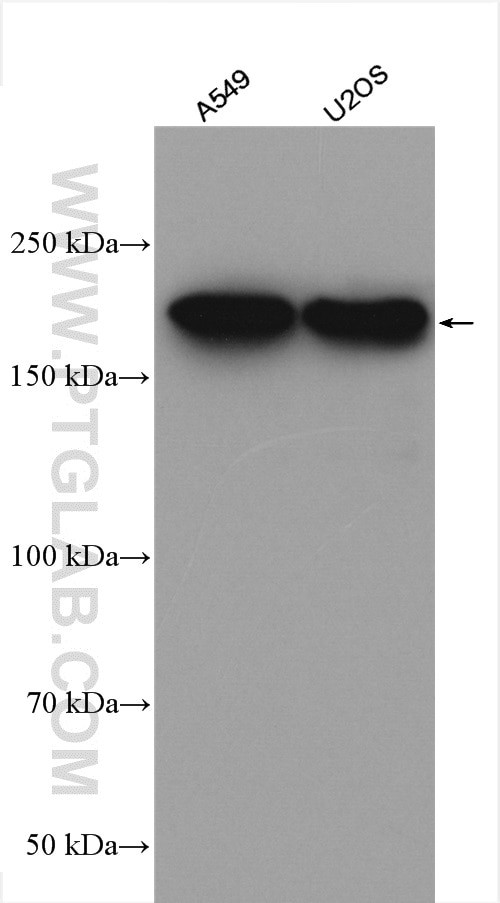 MYH9 Antibody in Western Blot (WB)