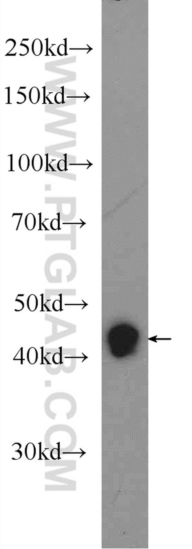 RXRG Antibody in Western Blot (WB)