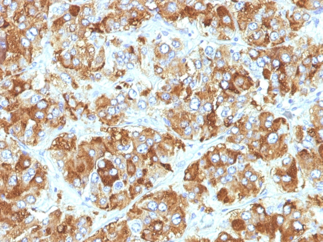 Chromogranin A/CHGA Antibody in Immunohistochemistry (Paraffin) (IHC (P))