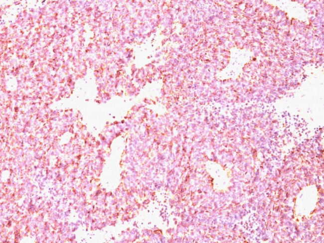 Chromogranin A/CHGA Antibody in Immunohistochemistry (Paraffin) (IHC (P))