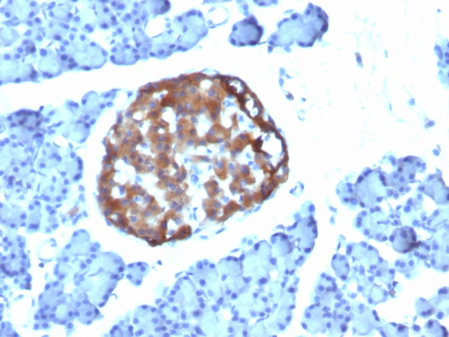 Chromogranin A/CHGA Antibody in Immunohistochemistry (Paraffin) (IHC (P))