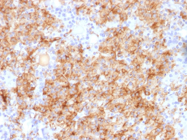 Chromogranin A/CHGA (Neuroendocrine Marker) Antibody in Immunohistochemistry (Paraffin) (IHC (P))