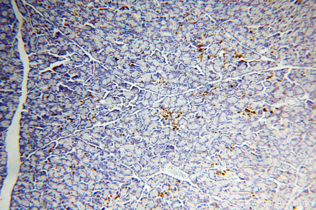 COG3 Antibody in Immunohistochemistry (Paraffin) (IHC (P))