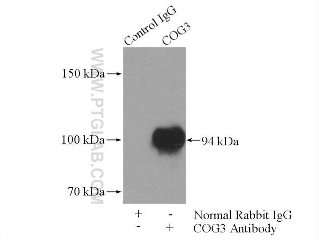 COG3 Antibody in Immunoprecipitation (IP)