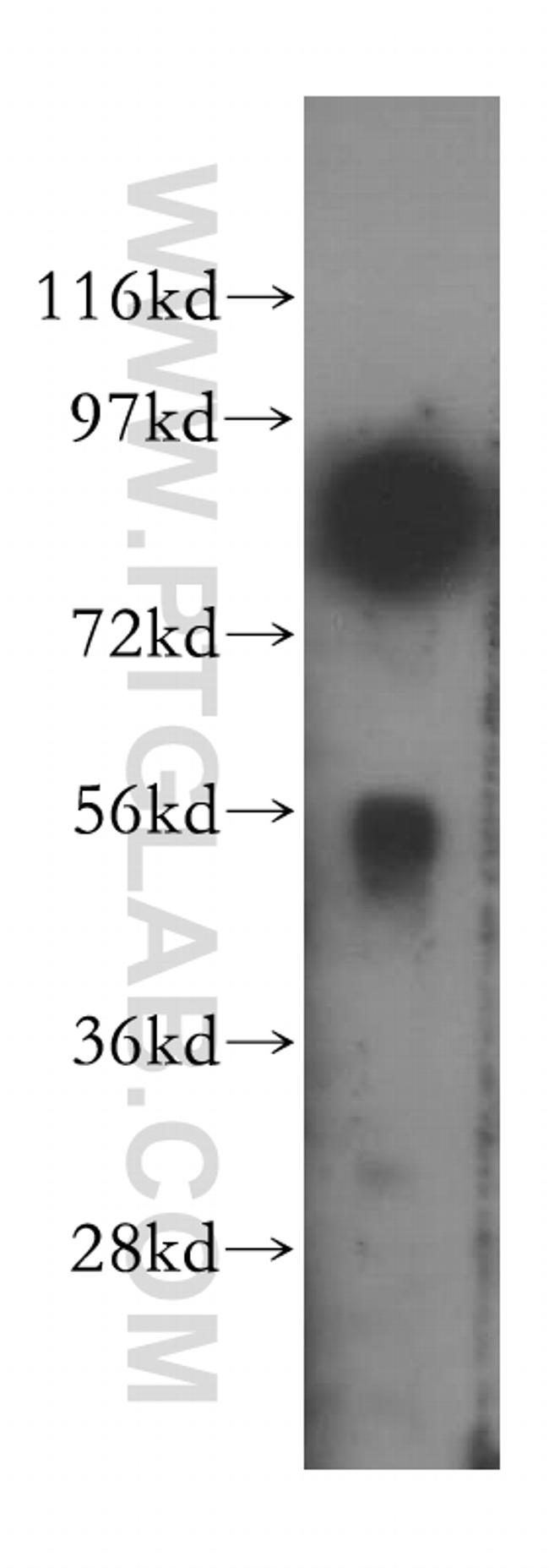 COG3 Antibody in Western Blot (WB)