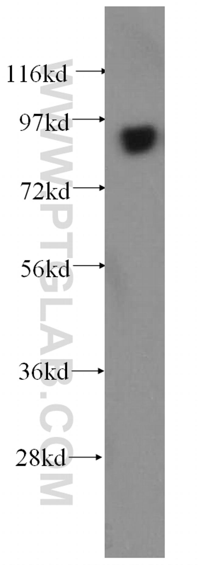 COG3 Antibody in Western Blot (WB)