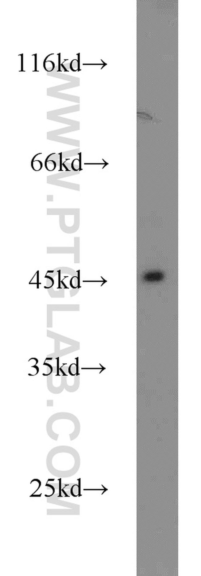 Dysbindin Antibody in Western Blot (WB)