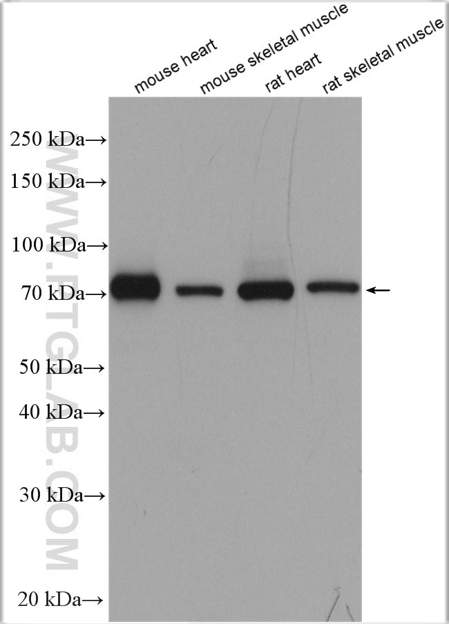 Aconitase 2 Antibody in Western Blot (WB)