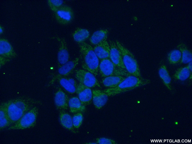 Aconitase 2 Antibody in Immunocytochemistry (ICC/IF)