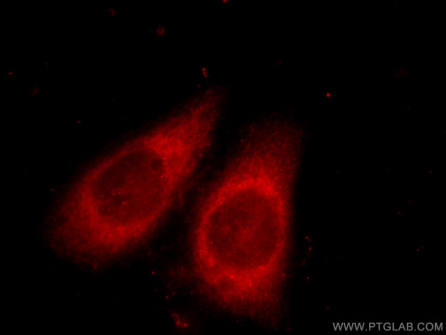 GNAI2 Antibody in Immunocytochemistry (ICC/IF)