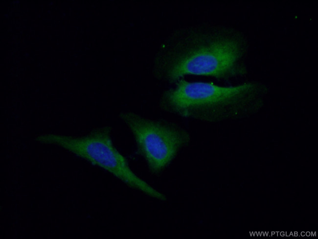 GNAI2 Antibody in Immunocytochemistry (ICC/IF)