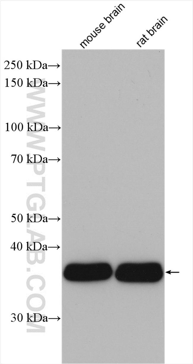 GNAI2 Antibody in Western Blot (WB)