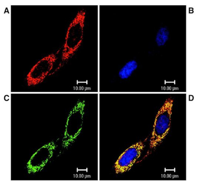 TRAP1 Antibody in Immunocytochemistry (ICC/IF)