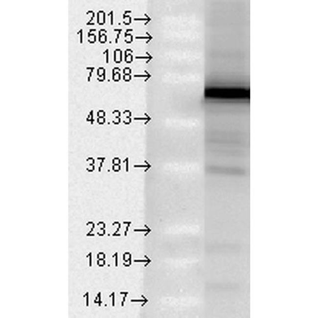 TRAP1 Antibody in Western Blot (WB)