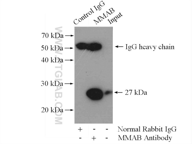 MMAB Antibody in Immunoprecipitation (IP)