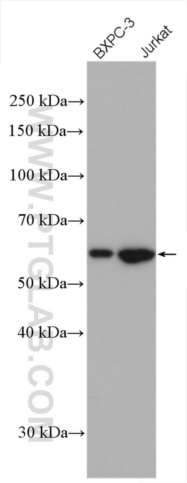 RIC8A Antibody in Western Blot (WB)